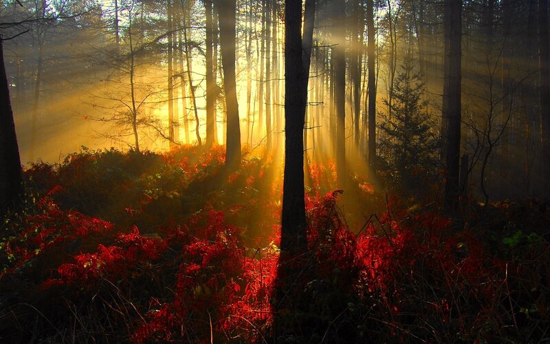 Sunlight through forest mist