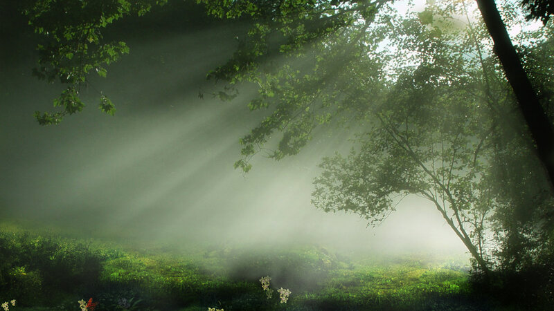 Sunlight through forest mist