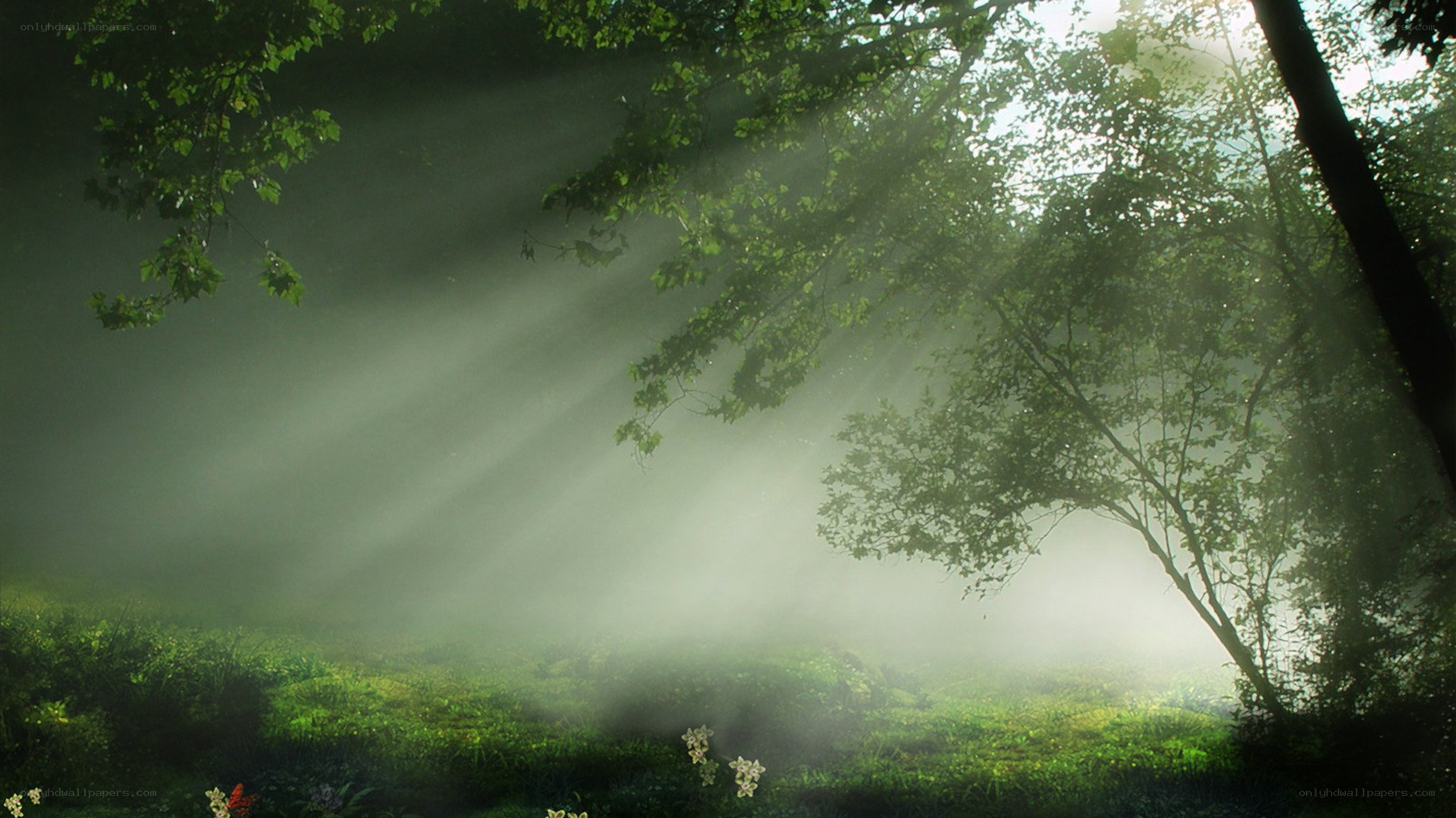 Sunlight through forest mist