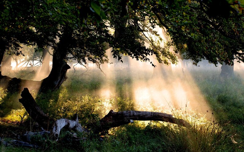 Sunlight through forest mist