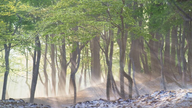 Sunlight through forest mist