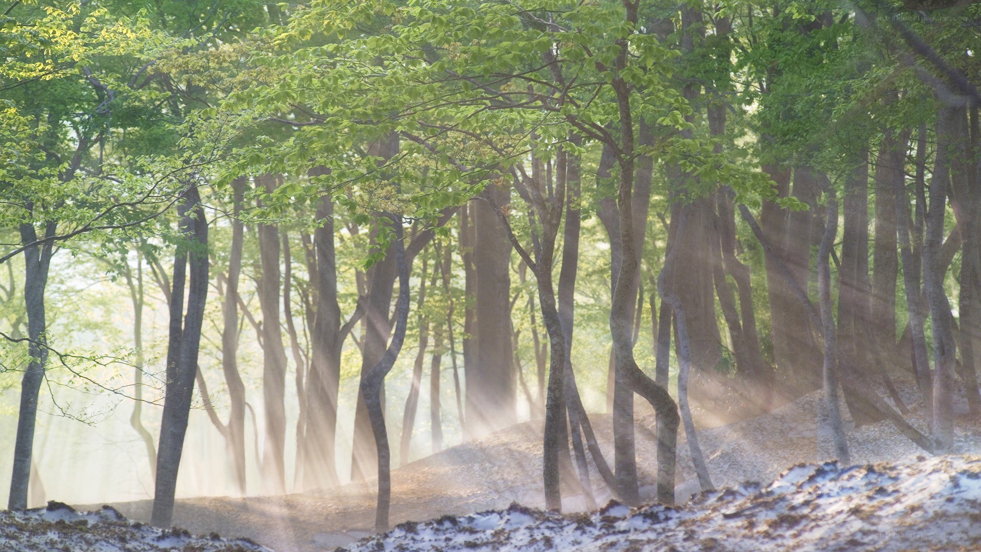 Sunlight through forest mist