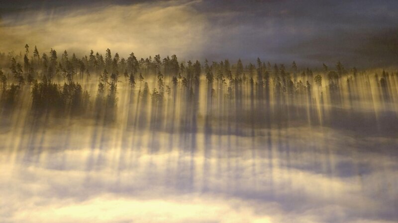Sunlight through forest mist