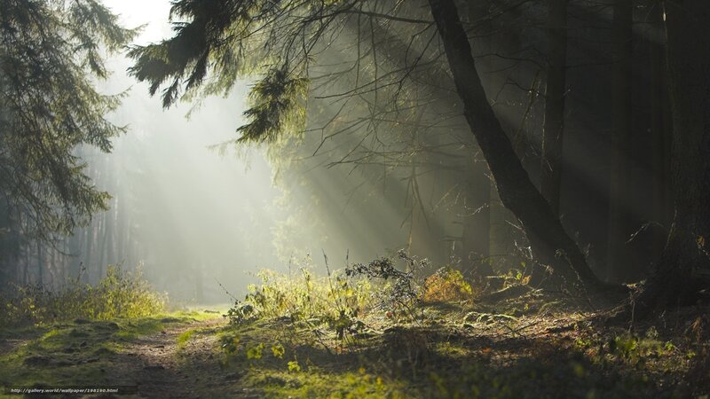 Sunlight through forest mist