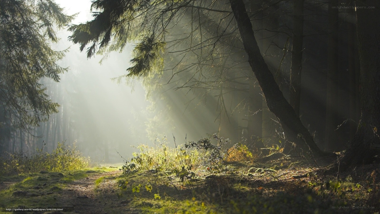 Sunlight through forest mist
