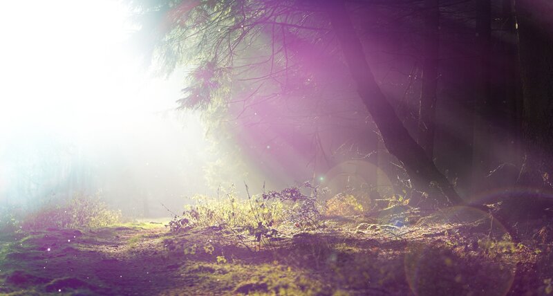 Sunlight through forest mist