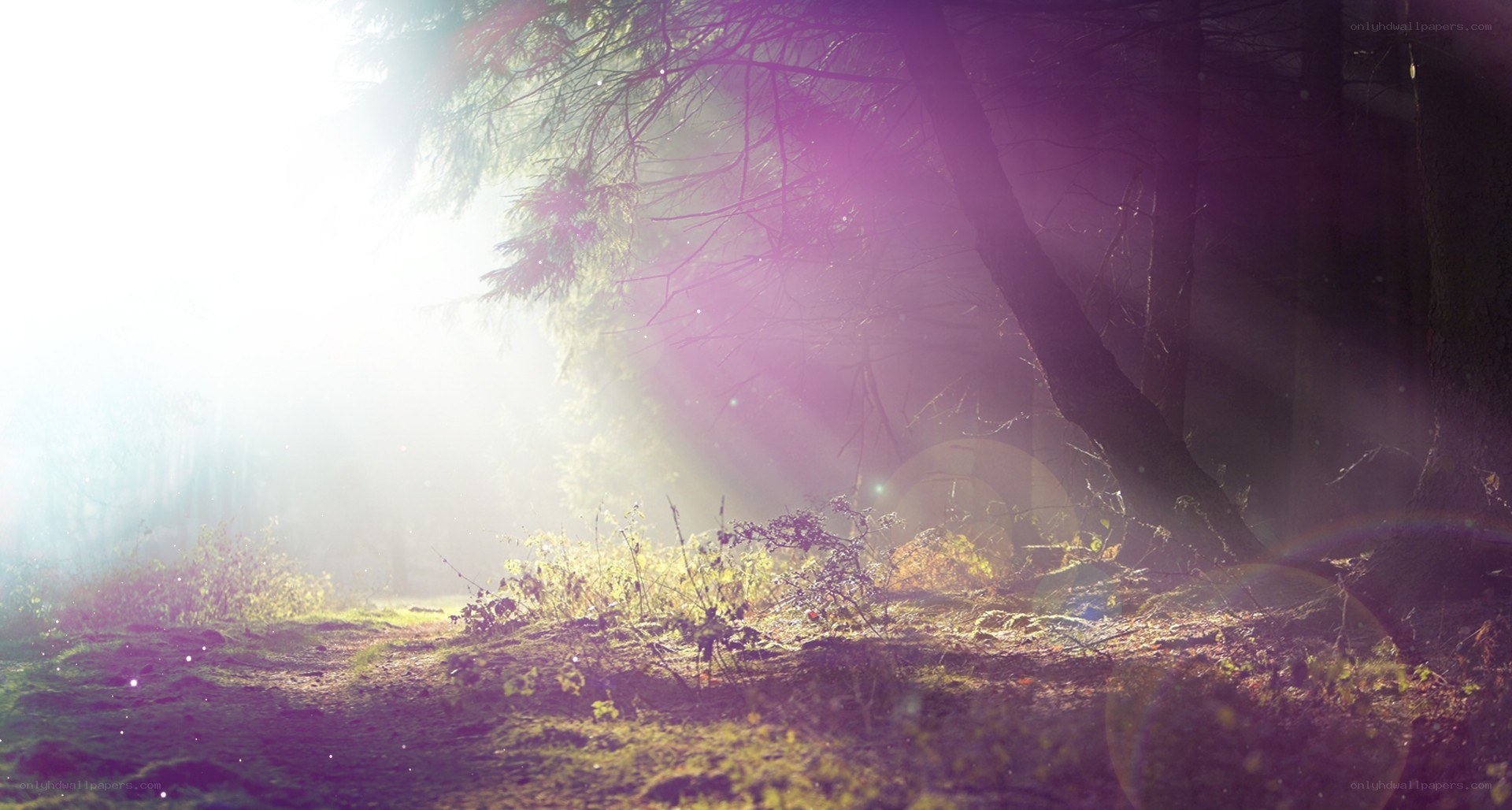 Sunlight through forest mist