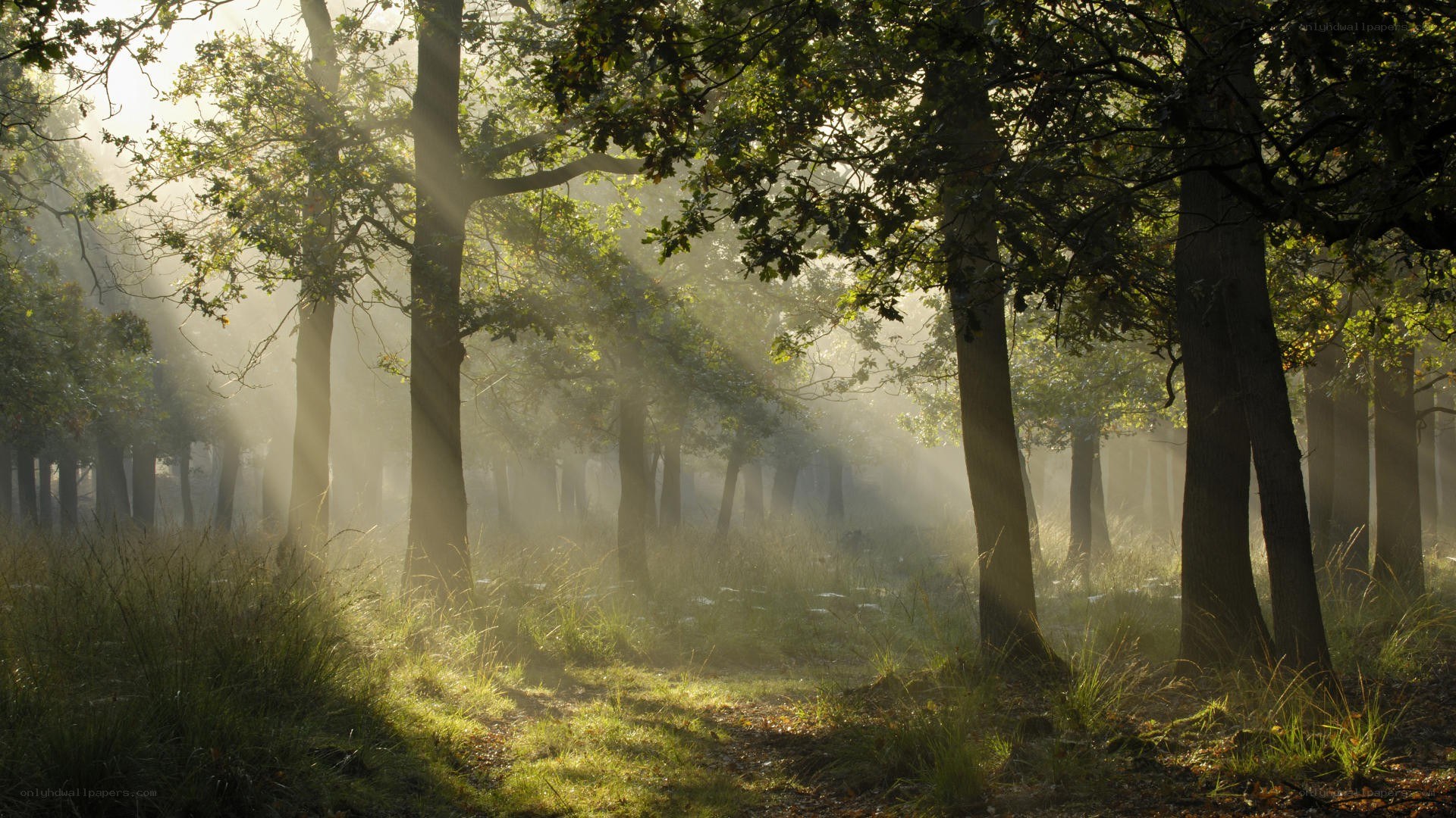 Sunlight through forest mist