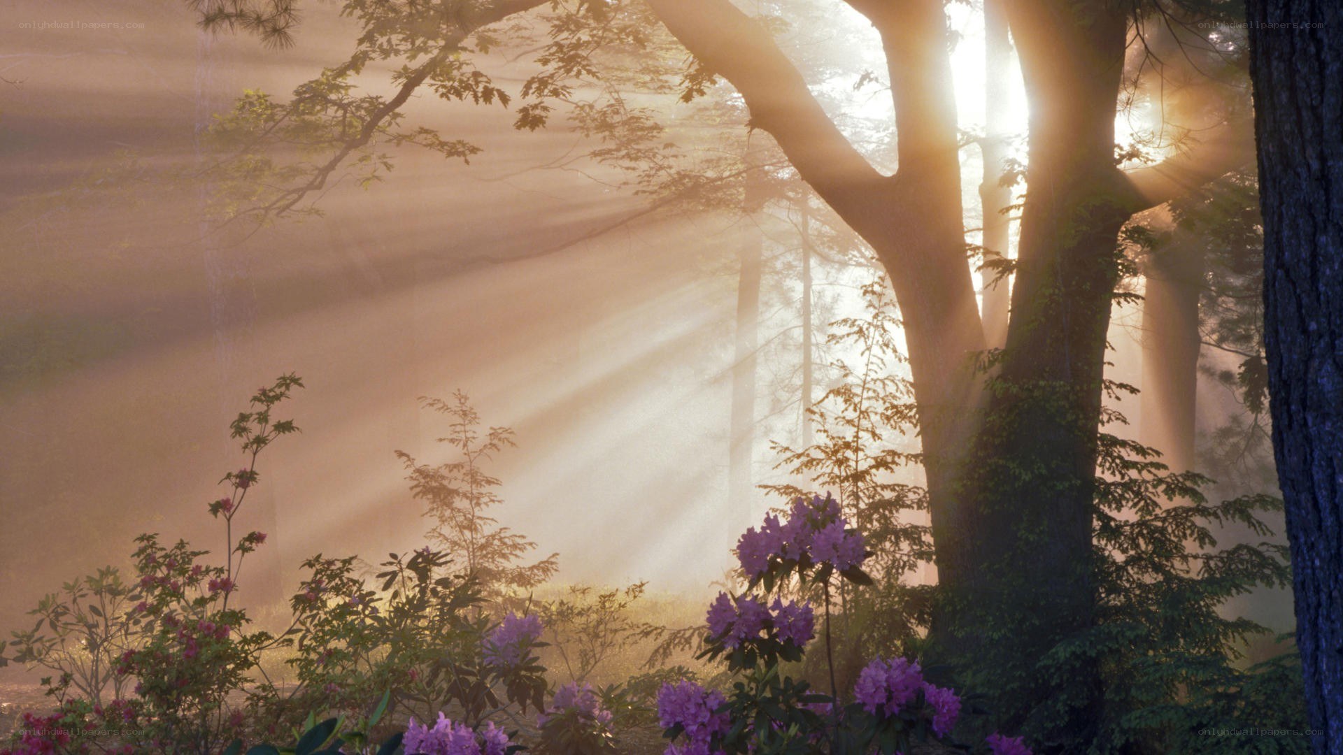 Sunlight through forest mist