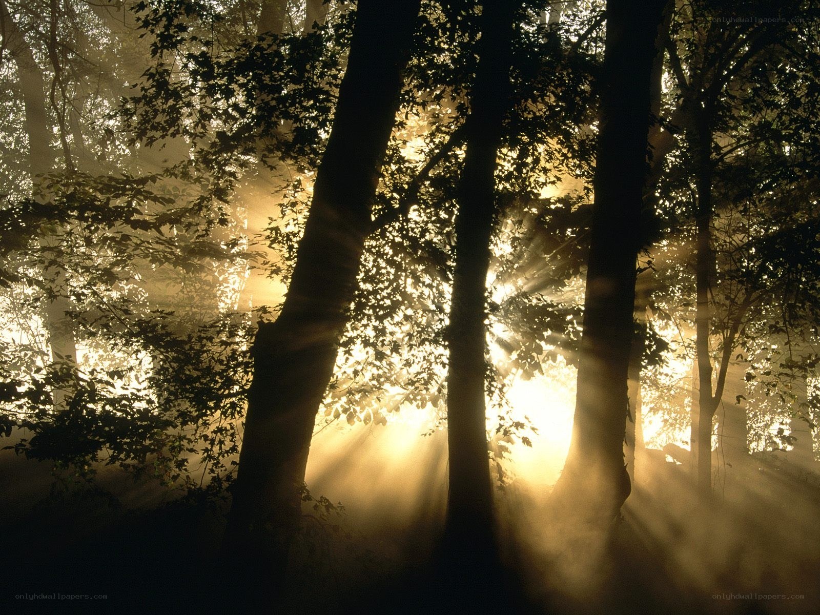 Sunlight through forest mist