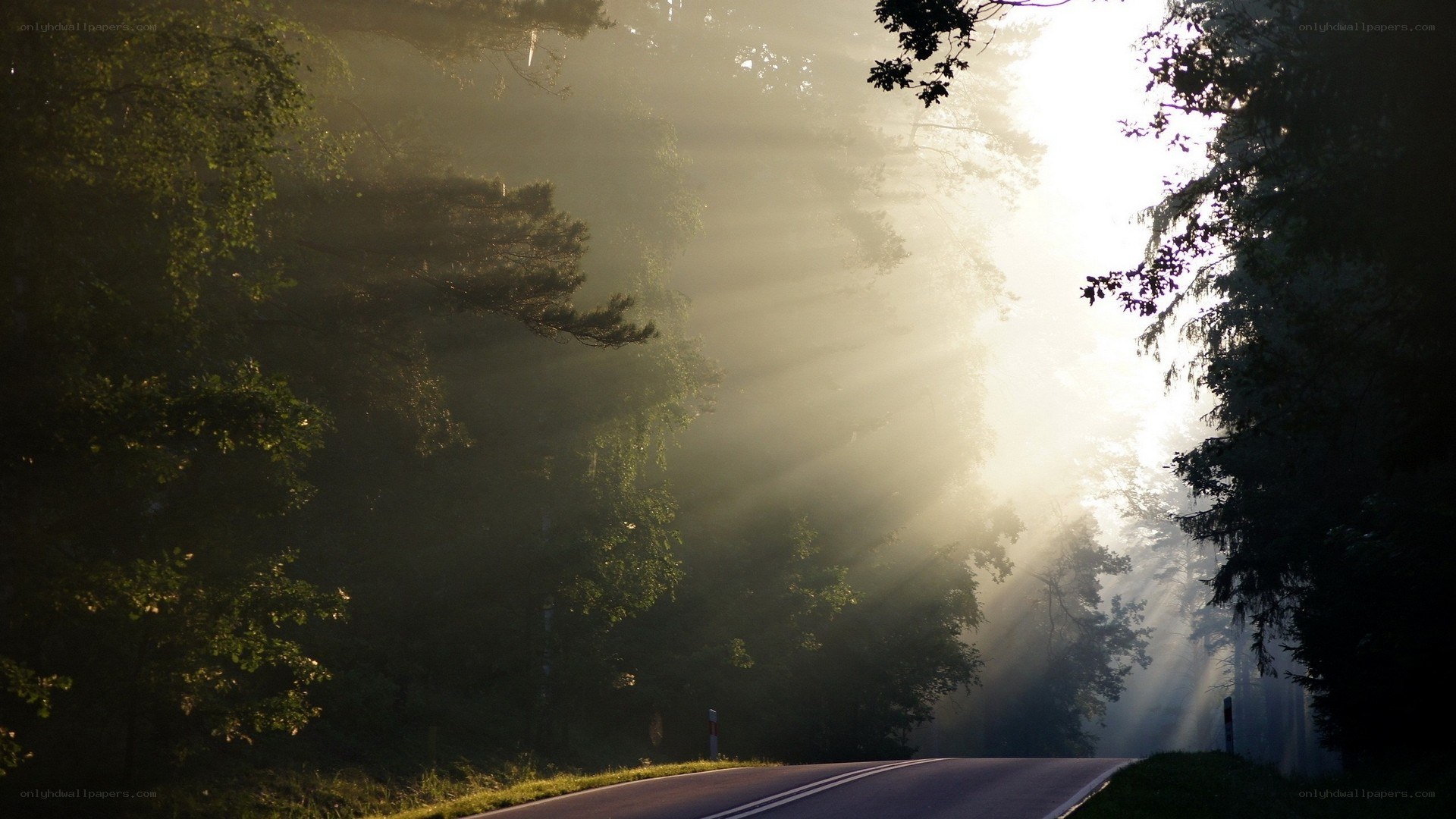 Sunlight through forest mist