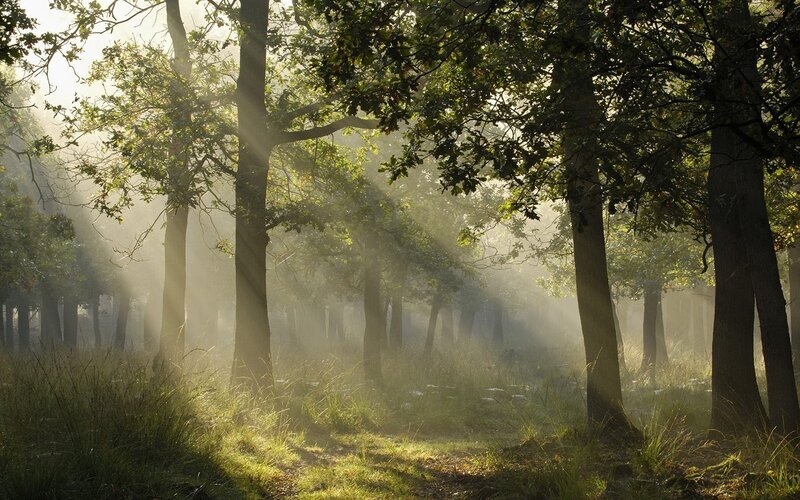 Sunlight through forest mist