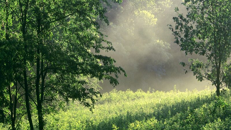 Sunlight through forest mist
