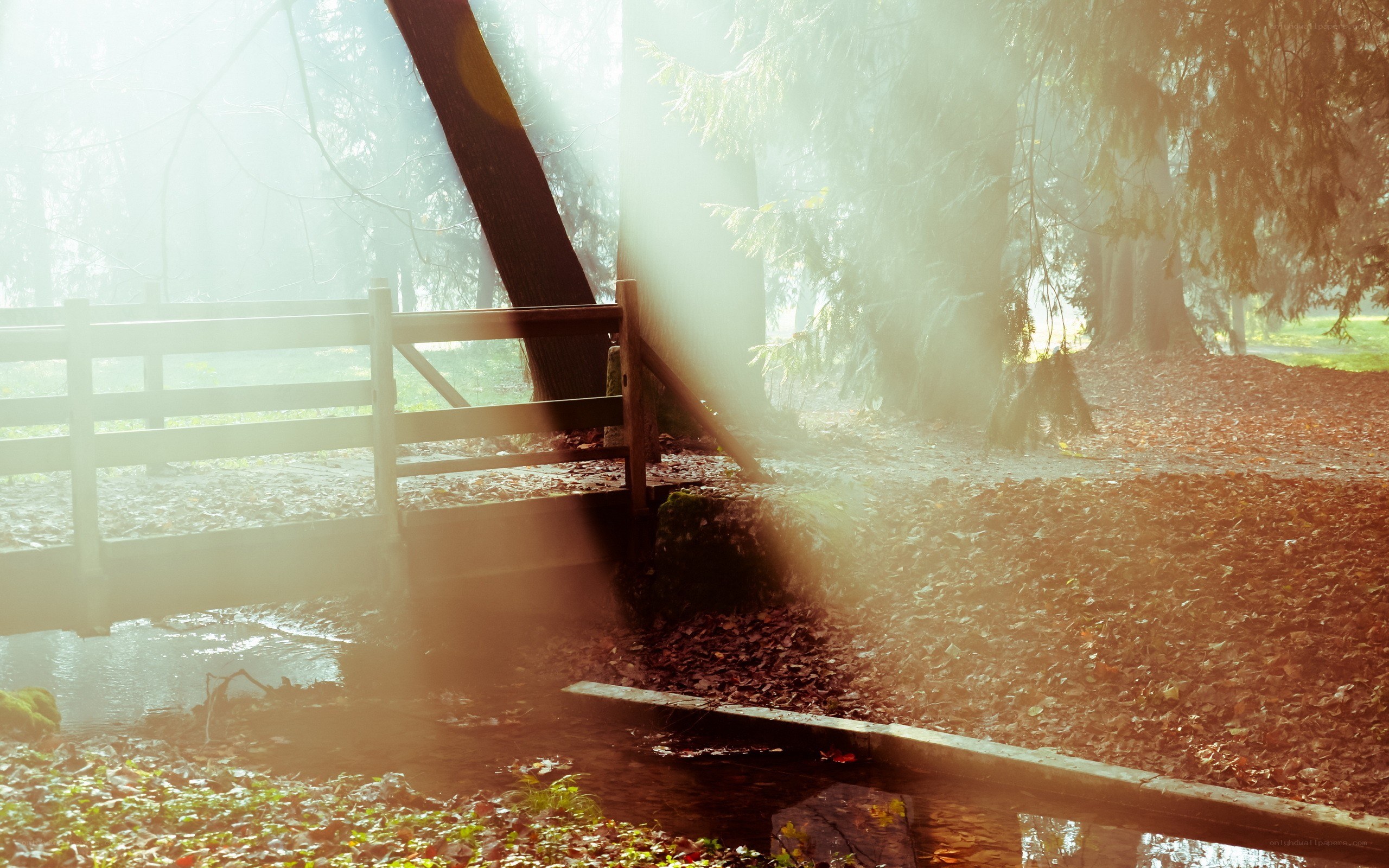 Sunlight through forest mist