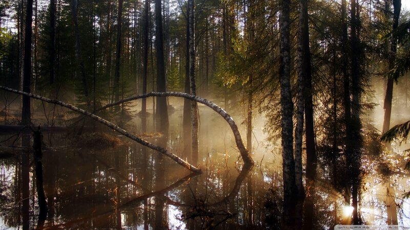 Sunlight through forest mist