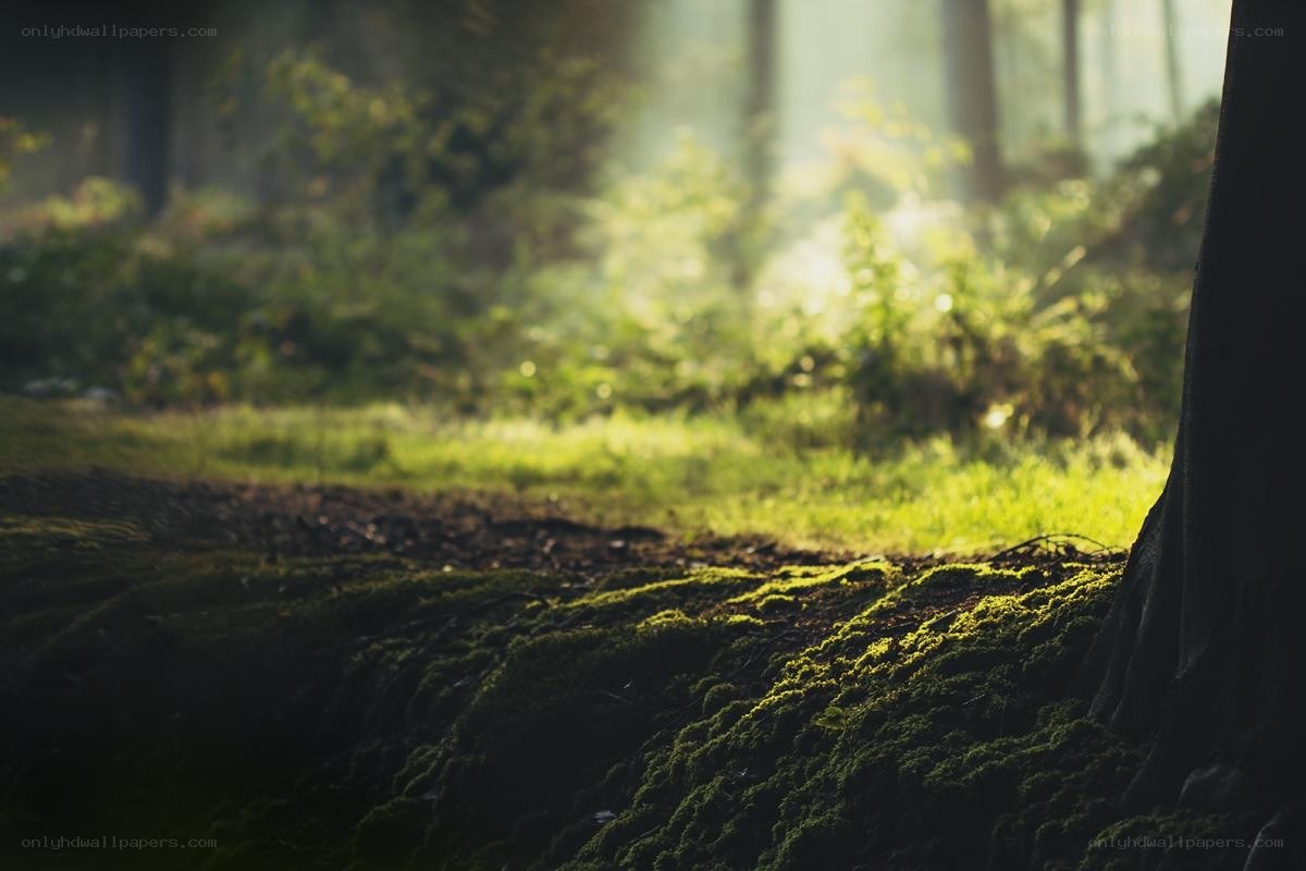 Sunlight through forest mist