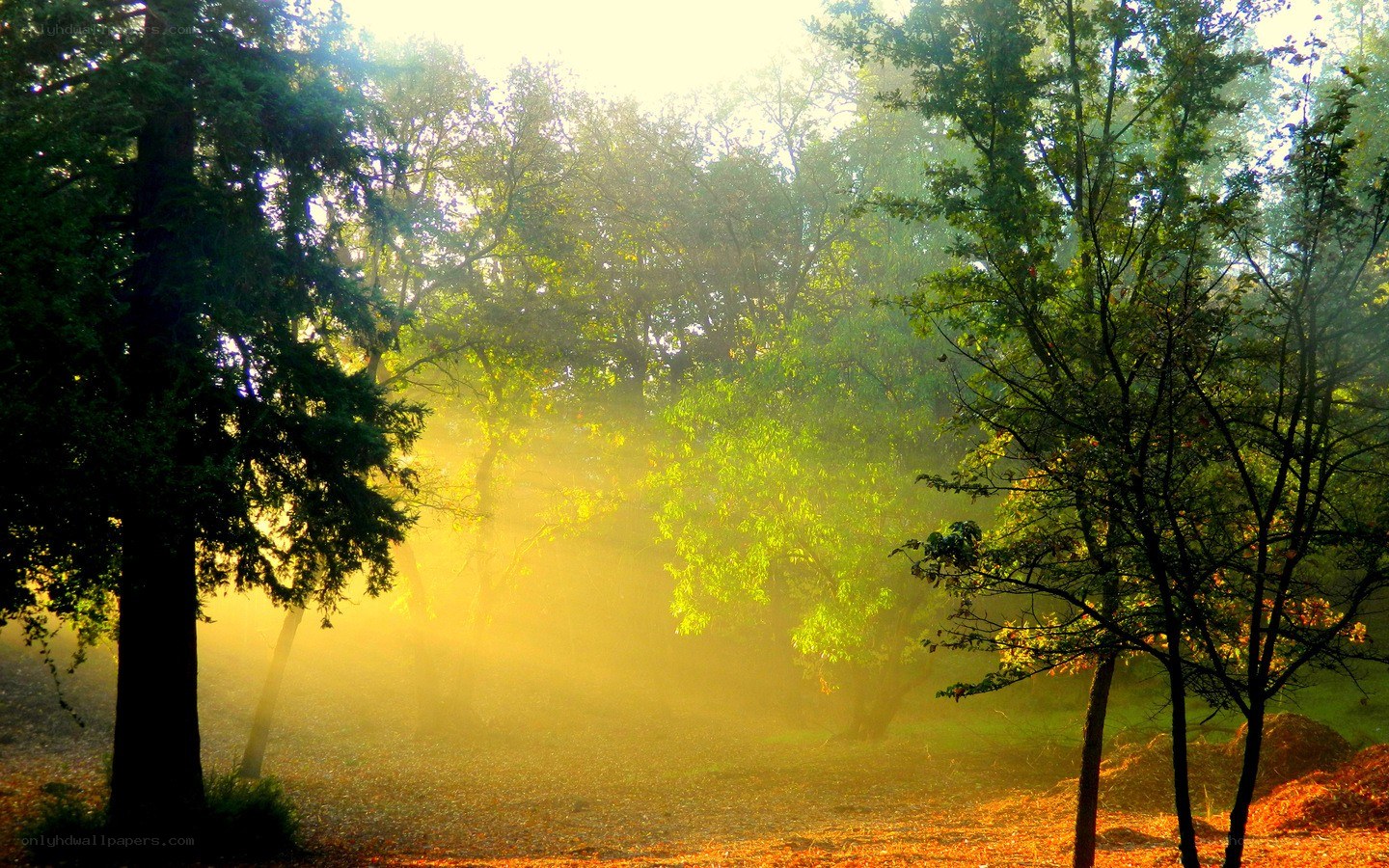 Sunlight through forest mist