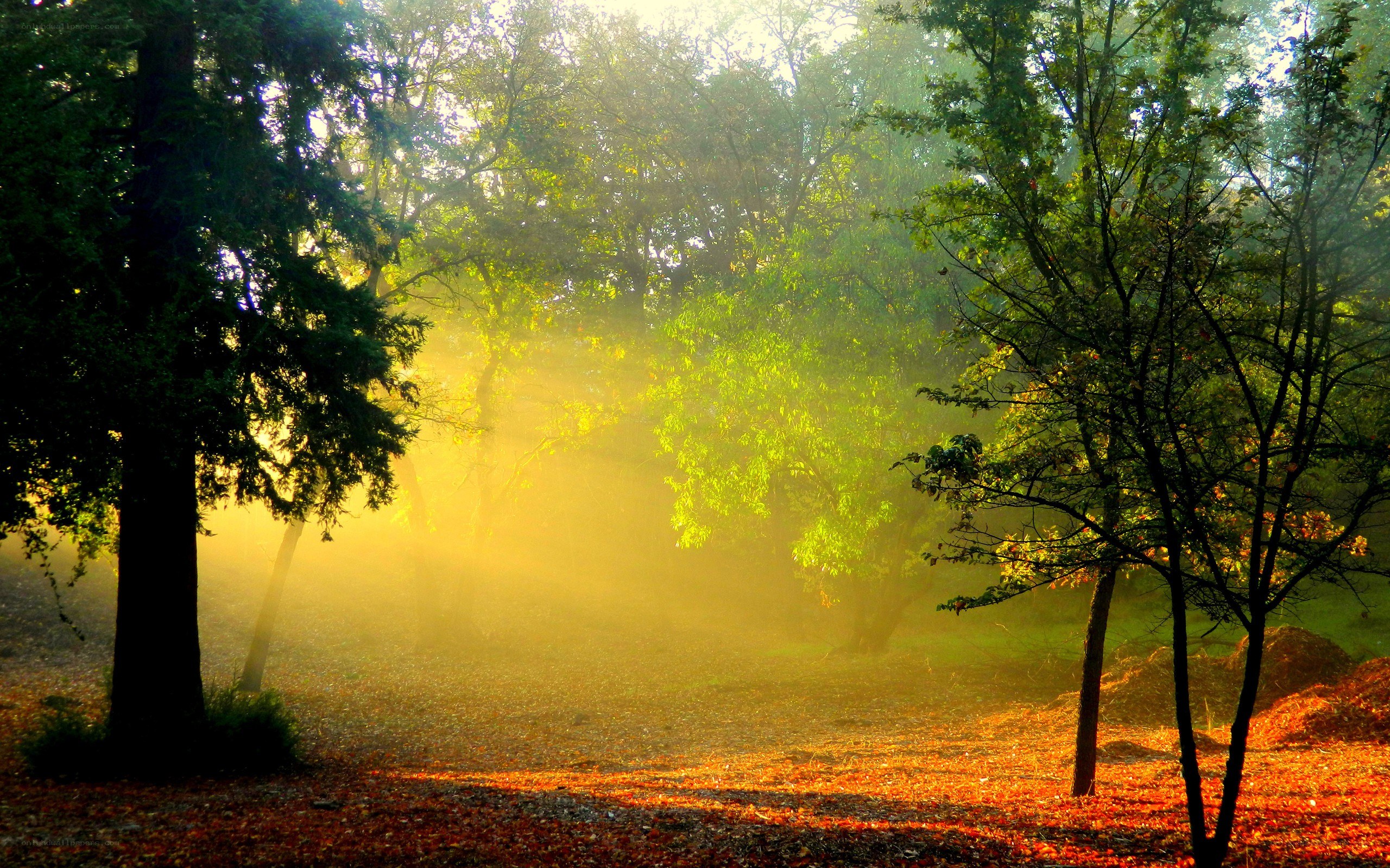 Sunlight through forest mist