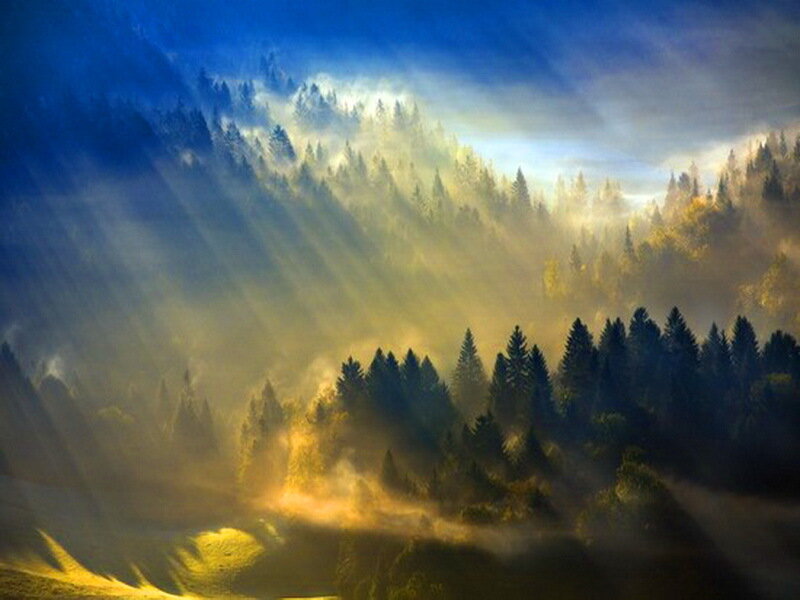 Sunlight Through Forest Mist — Blue