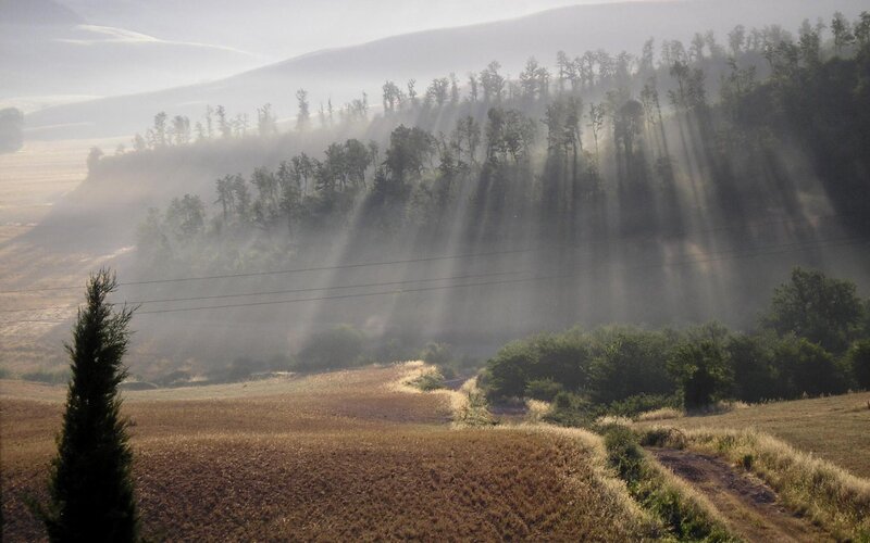 Sunlight Through Forest Mist — Brown