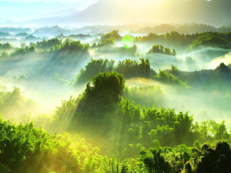 Sunlight Through Forest Mist — Green, Serene, Morning, Photograph