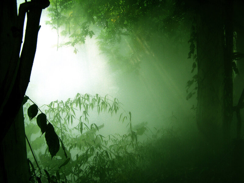 Sunlight Through Forest Mist — Green, Serene, Morning, Photograph, Trees, Fog, Leaves