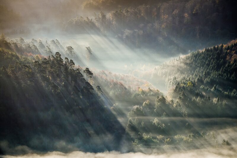 Sunlight Through Forest Mist — Green, Serene, Morning, Photograph, Trees, Fog