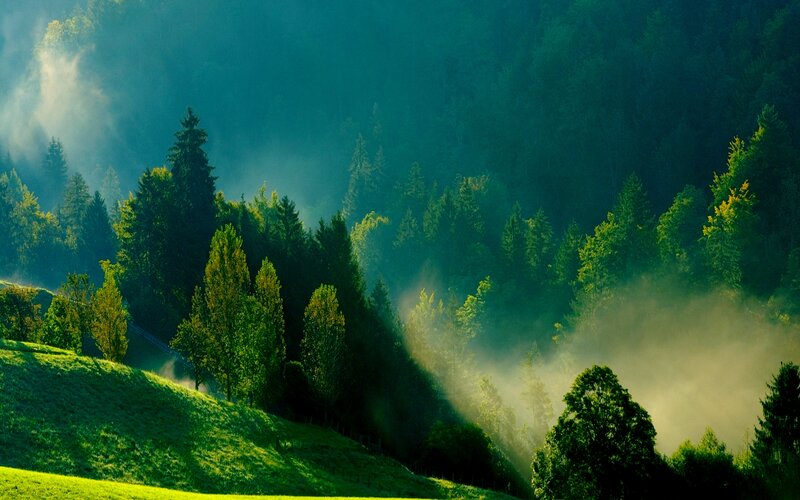 Sunlight Through Forest Mist — Green, Serene, Morning, Photograph, Trees