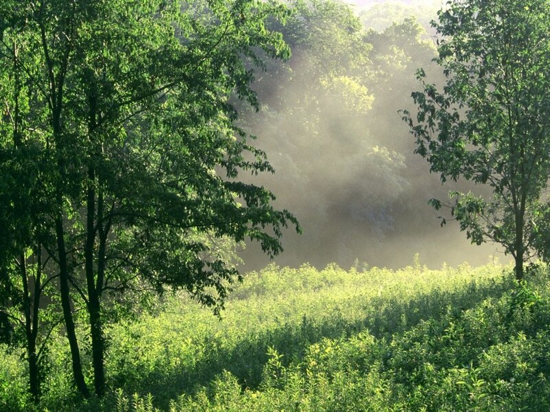Sunlight Through Forest Mist — Green, Serene, Morning