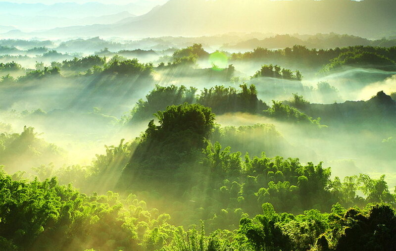 Sunlight Through Forest Mist — Green, Serene