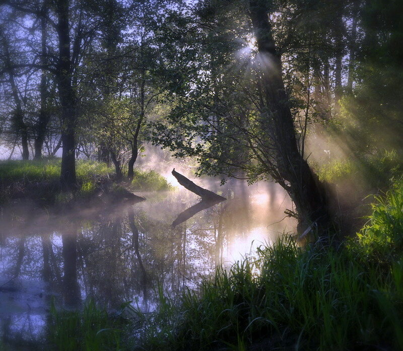 Sunlight Through Forest Mist — Green