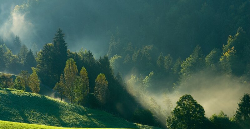 Sunlight Through Forest Mist — Serene
