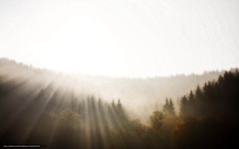 Sunlight Through Forest Mist — White