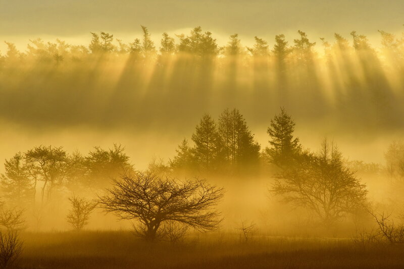 Sunlight Through Forest Mist — Yellow, Serene