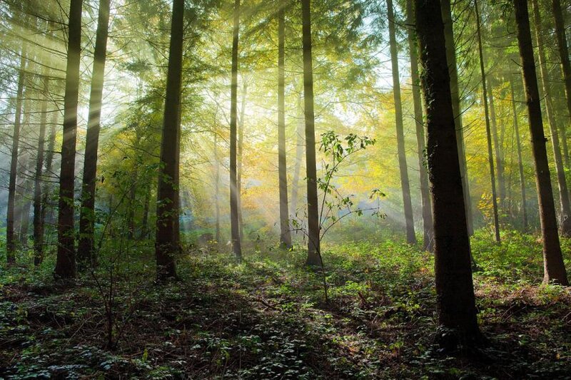 Sunlight Through Forest — Morning, Foliage