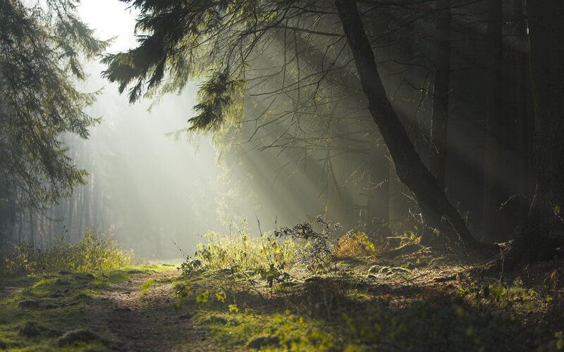 Sunlight Through Forest — Morning, Path