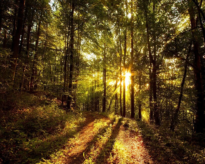 Sunlight Through Forest — Morning, Sun