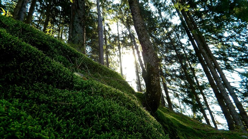 Sunlight through forest moss