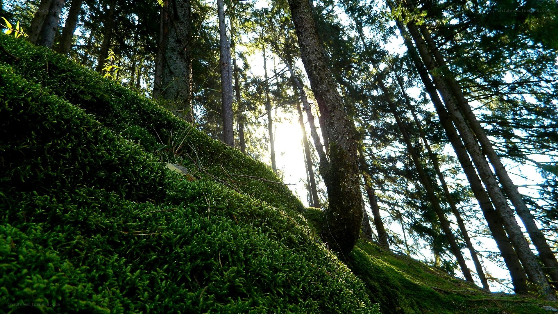 Sunlight through forest moss