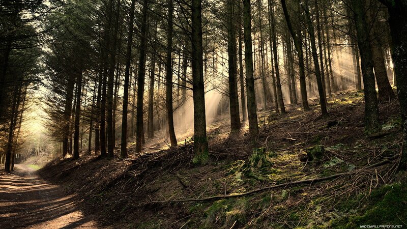 Sunlight Through Forest — Moss, Brown