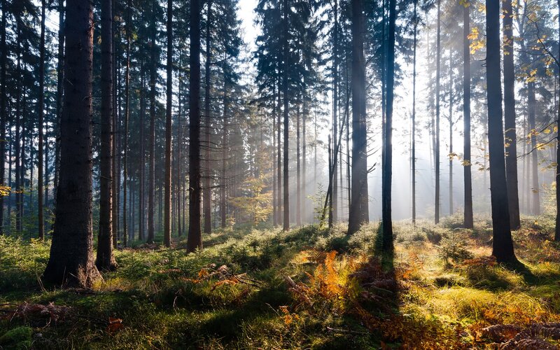 Sunlight Through Forest — Moss, Sunbeams