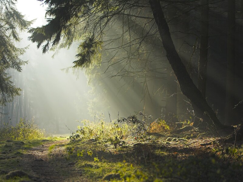 Sunlight Through Forest — Moss, White