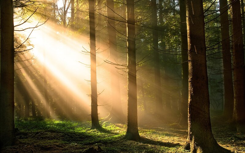 Sunlight Through Forest — Moss, Yellow