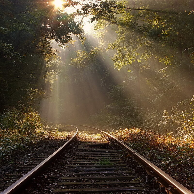 Sunlight through forest on train tracks