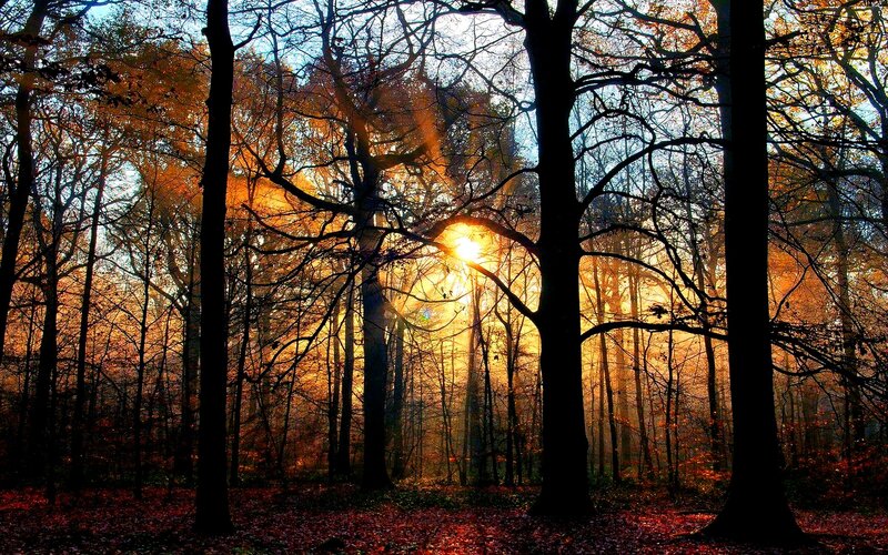 Sunlight Through Forest — Orange, Dramatic, Autumn