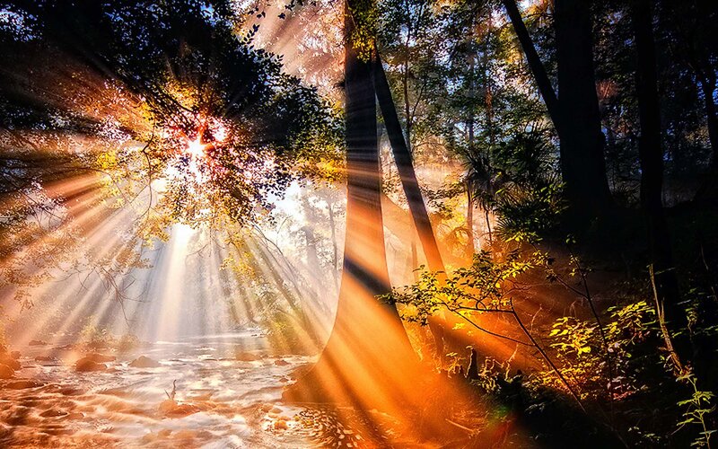 Sunlight Through Forest — Orange, Dramatic, Morning