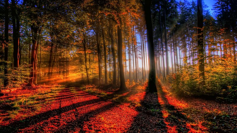 Sunlight Through Forest — Orange, Dramatic, Sunrise, Photograph