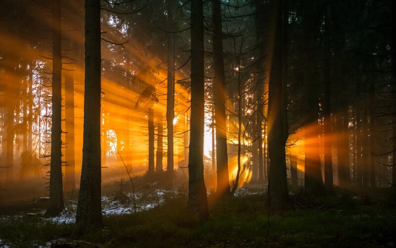 Sunlight Through Forest — Orange, Dramatic, Sunrise