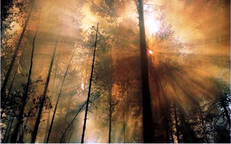 Sunlight Through Forest — Orange, Dramatic, Sunset, Photograph