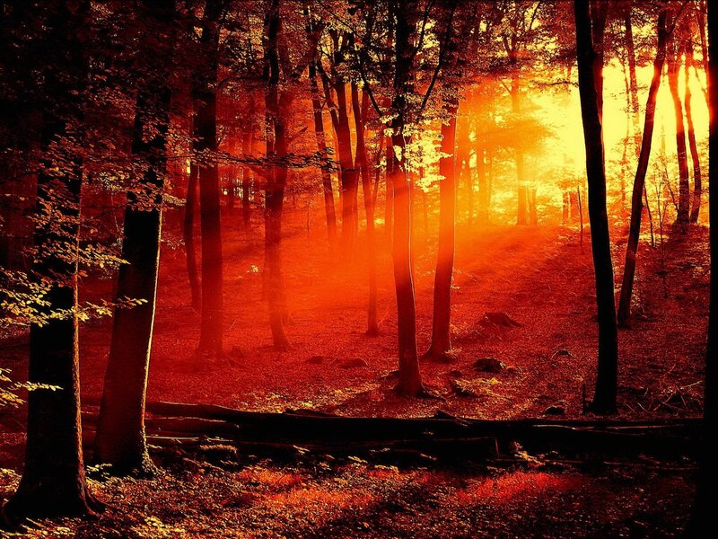 Sunlight Through Forest — Orange, Dramatic, Sunset, Photograph, Trees, Forest Floor